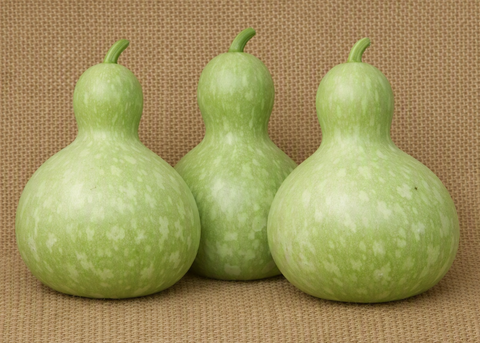 Bottle Gourd