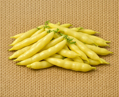 Cherokee Wax Bush Bean