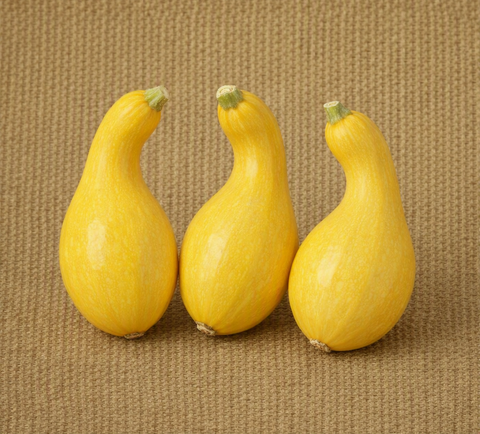 Yellow Crookneck Squash (Early Yellow)