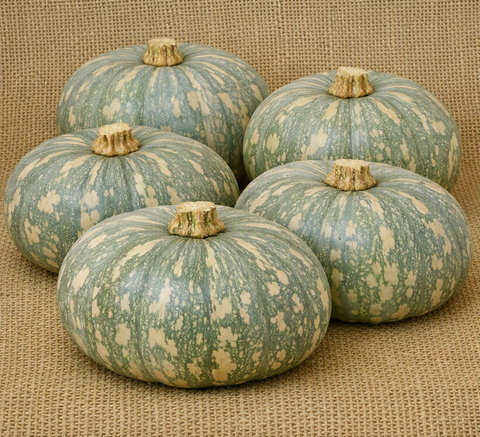 Jap/Kent Pumpkin