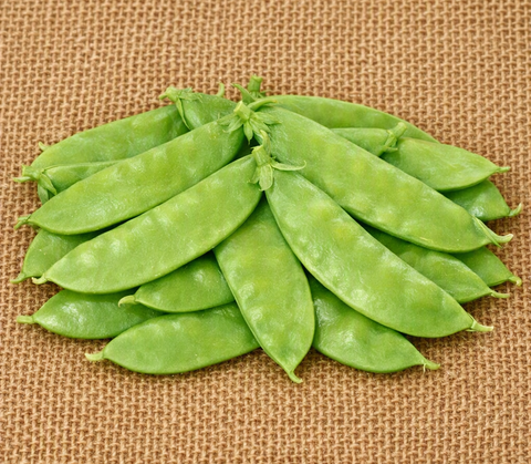 Mammoth Melting Snow Pea