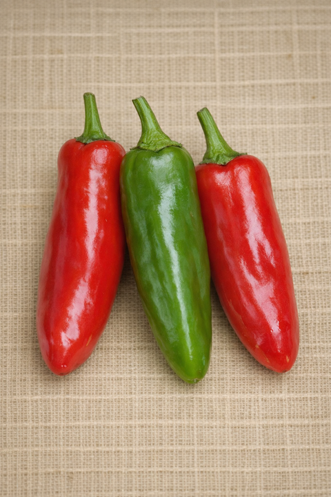 Perennial Capsicum