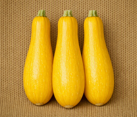 Yellow Straightneck Squash (Early Prolific)
