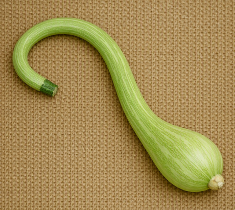 Tromboncino Zucchini