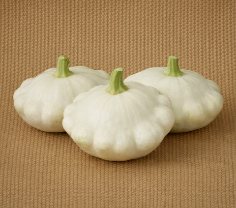 White Bush Scallop Squash