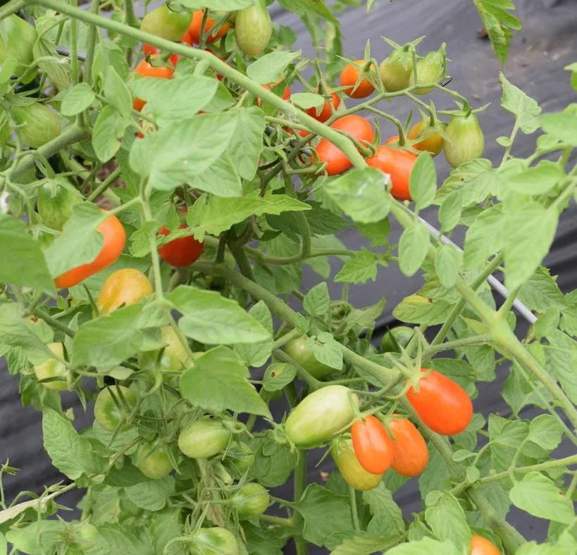 Cherry Roma Tomato - Seeds