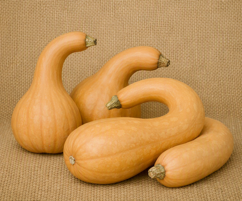 Crookneck Pumpkin