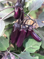 Slim Jim Eggplant - Seeds