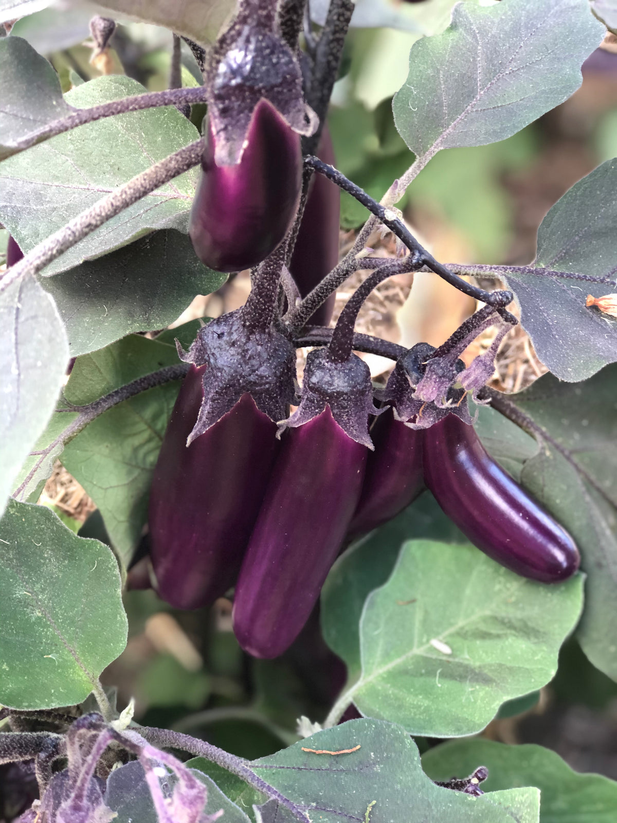 Slim Jim Eggplant - Seeds