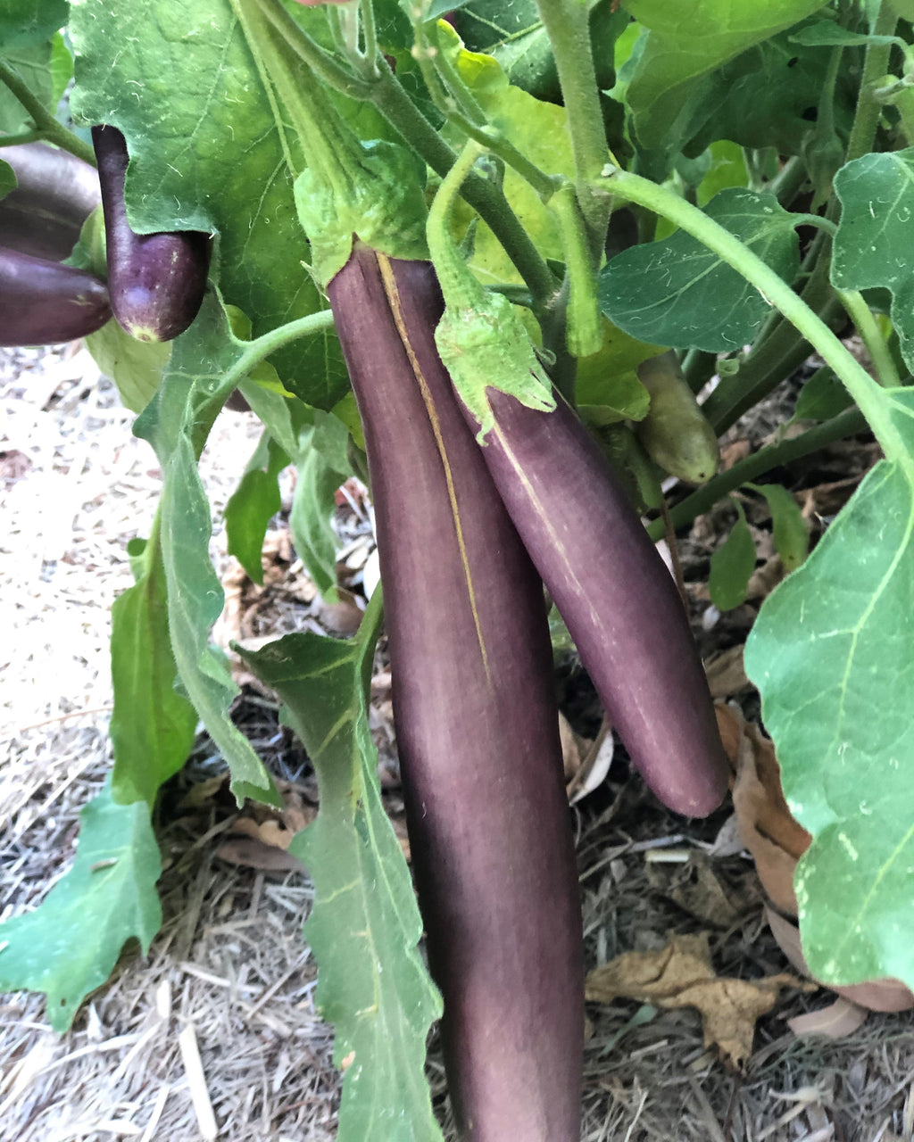 Long Purple Eggplant - Seeds