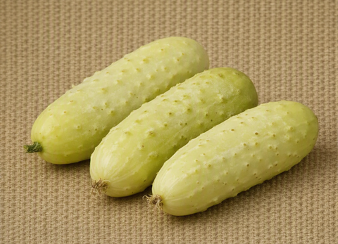 German Pickling Cucumber