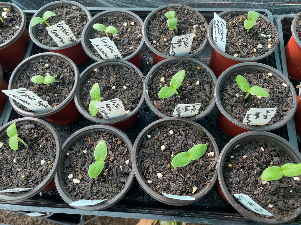 Sown from seed stock we sell 