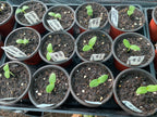 Sown from seed stock we sell 