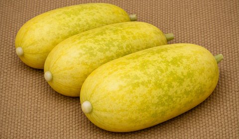 Giant Russian Cucumber