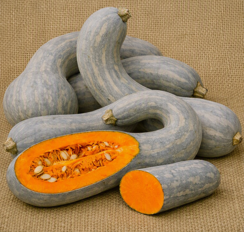Gramma Trombone Pumpkin