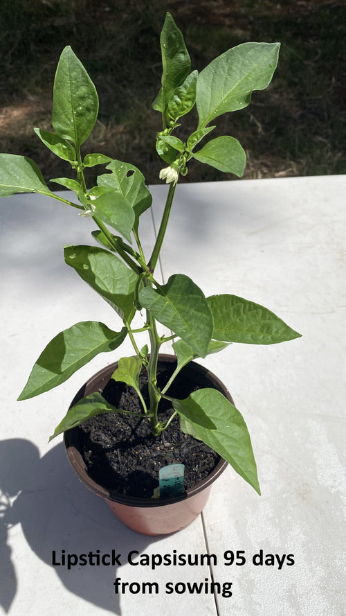 Lipstick Capsicum