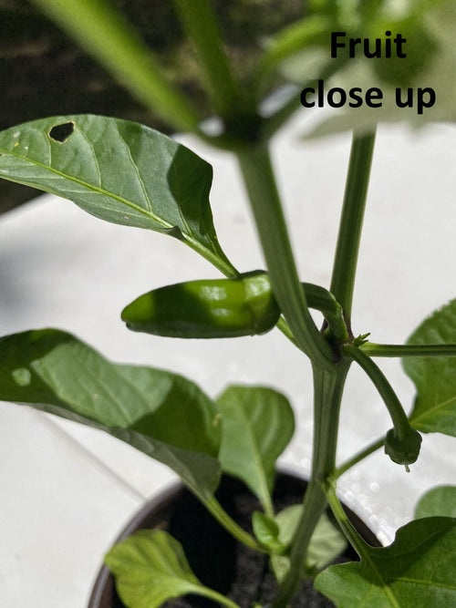 Lipstick Capsicum