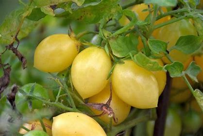 Barry's Crazy Cherry Tomato - Seeds