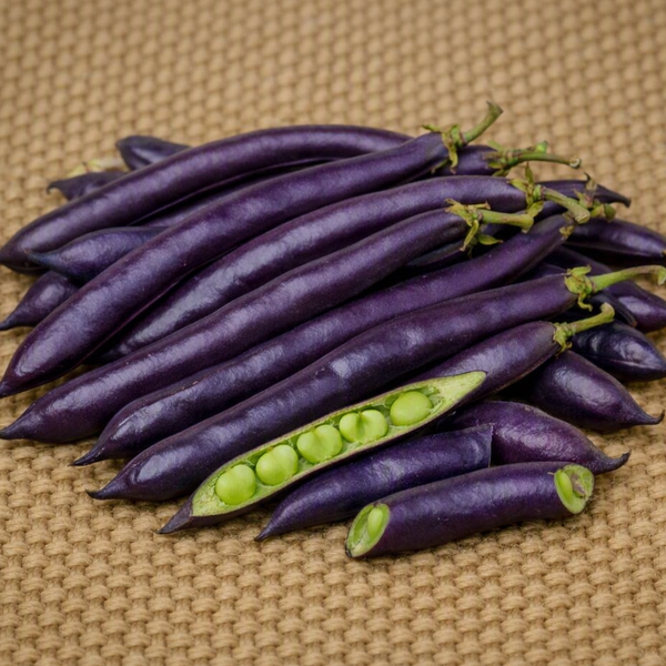 Purple King Climbing Bean -  Seeds