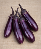 Slim Jim Eggplant - Seeds