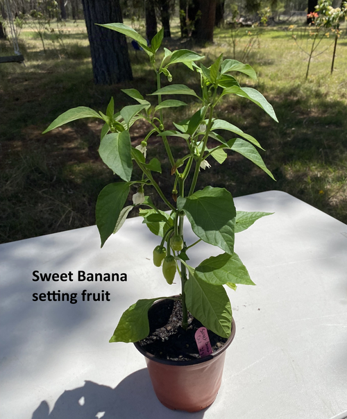 Sweet Banana Capsicum