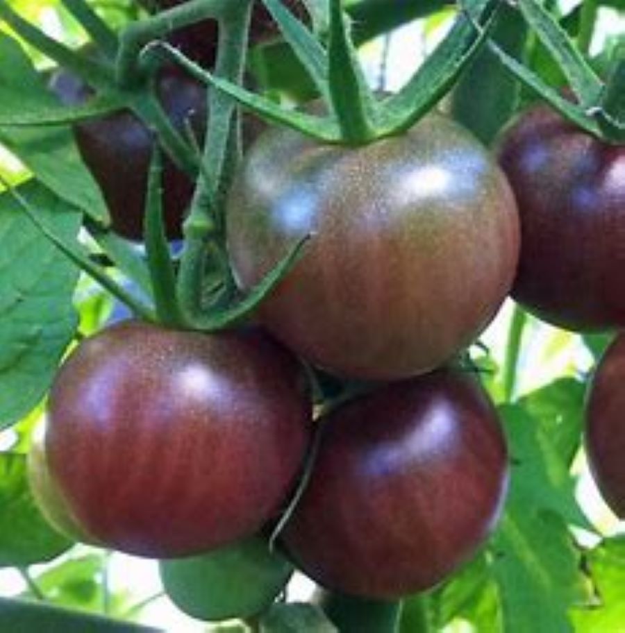 Black Cherry Tomato - Seeds