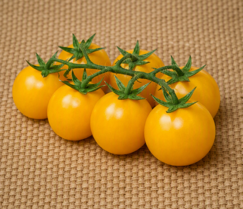 Yellow Perfection Tomato