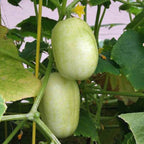Crystal Apple Cucumber -  Seeds