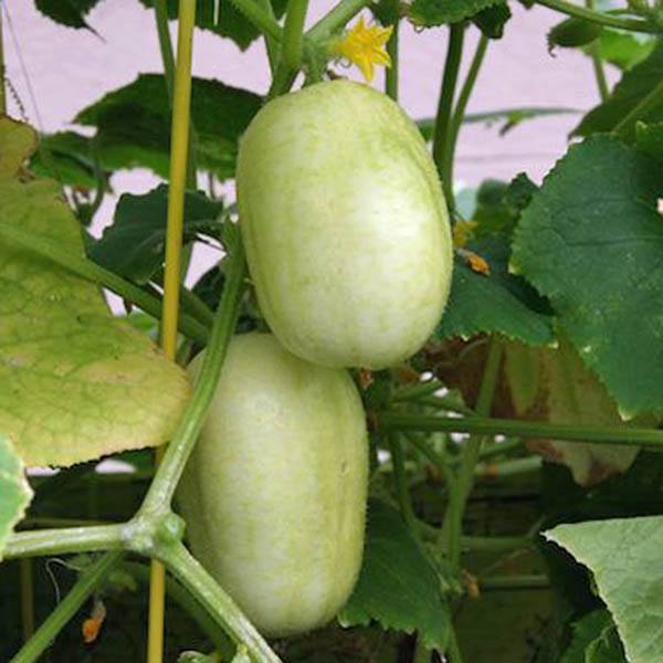 Crystal Apple Cucumber -  Seeds