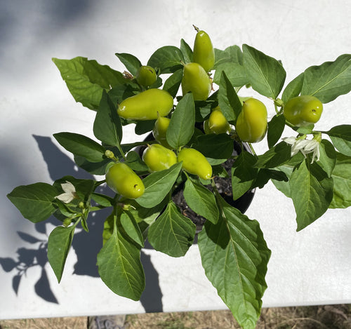 Hungarian Wax Chilli