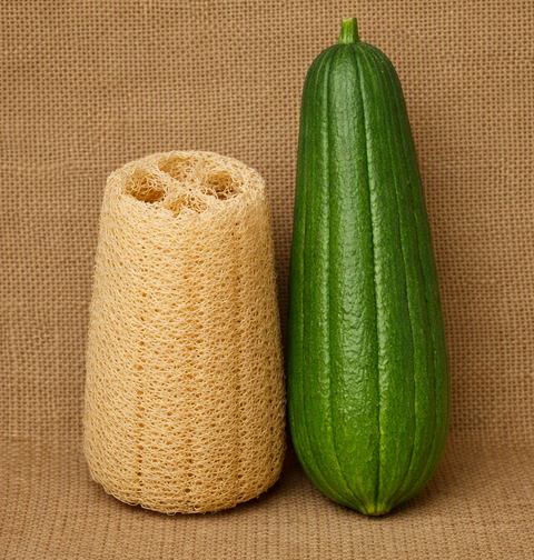 Luffa Sponge