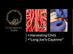 Long Joe's Cayenne Chilli - Seeds