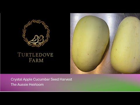 Crystal Apple Cucumber -  Seeds