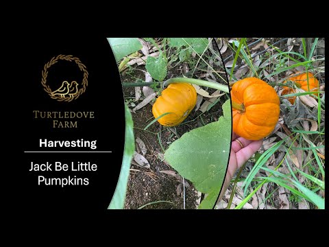 Jack Be Little Pumpkin - Seeds