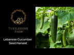 Lebanese Cucumber - Seeds