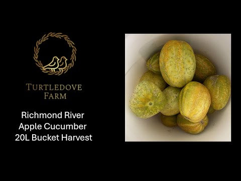 Richmond River Green Apple Cucumber - Seeds