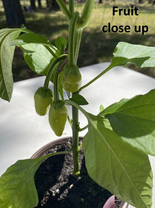 Sweet Banana Capsicum